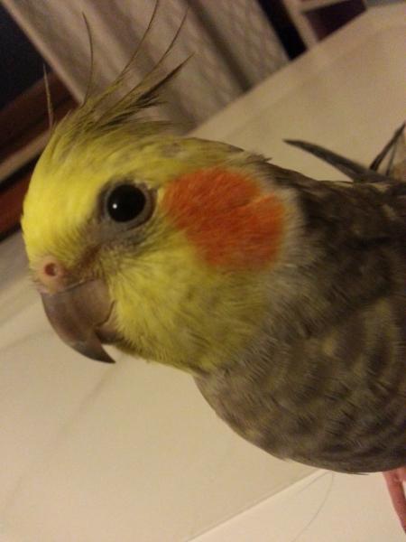 Pepo